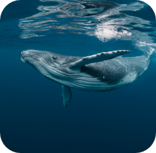 Blue Whale